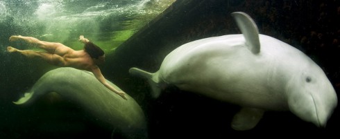 Scientist Natalia Avseenko Swims Naked With Beluga Whales In Freezing