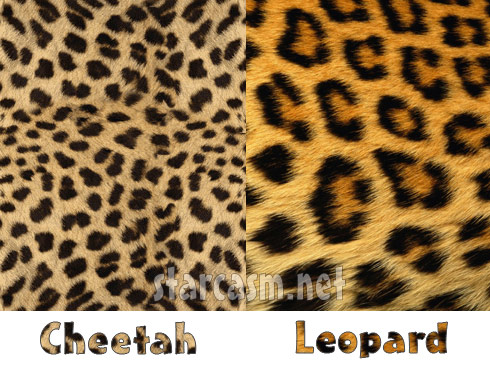 Print on Photos What Is The Difference Between Leopard And Cheetah Print