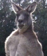 buff kangaroo