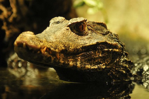 Pastor Eaten Alive By Crocodiles While Trying To Walk On Water 