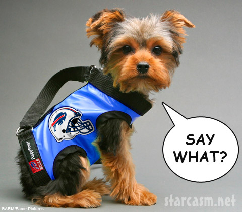 buffalo bills dog jersey