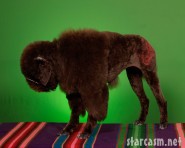 Poodle groomed as a buffalo photographed by Ren Netherland