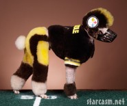 Poodle groomed as a Pittsburgh Steeler football player photographed by Ren Netherland