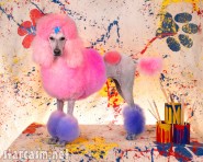 Creatively groomed poodles photographed by Ren Netherland