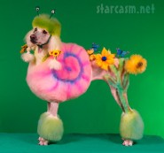 Poodle groomed as a snail photographed by Ren Netherland
