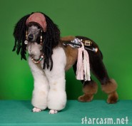 Poodle groomed as Jack Sparrow photographed by Ren Netherland