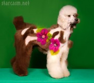 Creative poodle grooming photographed by Ren Netherland