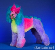 Creative poodle grooming photographed by Ren Netherland