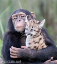 Chimpanzee Anjana mothers Puma cub Sierra at The Institute of Greatly Endangered and Rare Species (T.I.G.E.R.S) Preserve in Myrtle Beach, South Carolina.