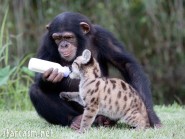 Chimpanzee Anjana mothers Puma cub Sierra at The Institute of Greatly Endangered and Rare Species (T.I.G.E.R.S) Preserve in Myrtle Beach, South Carolina.