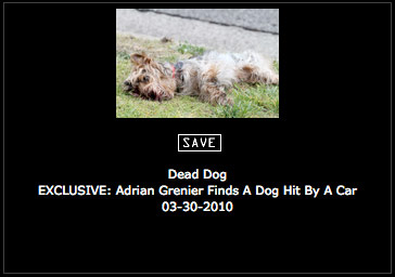 The dead dog found by Entourage actor Adrian Grenier
