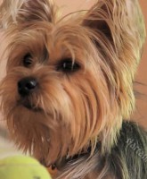 David Hasselhoff's dog Cocoa
