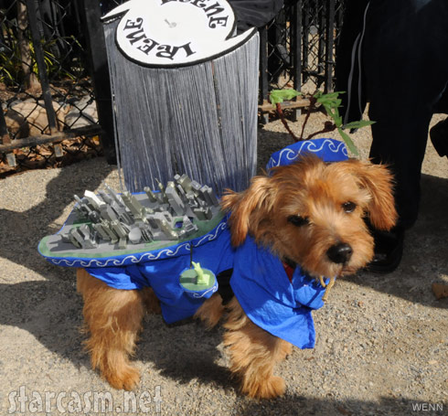 Dog in a Hurrican Irene costume 2011 Tompkins Square Park Halloween Dog Parade