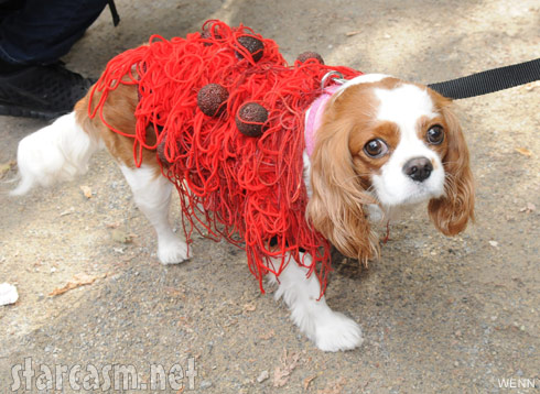 Spaghetti and meatballs dog costume 2011 Tompkins Square Park Halloween Dog Parade