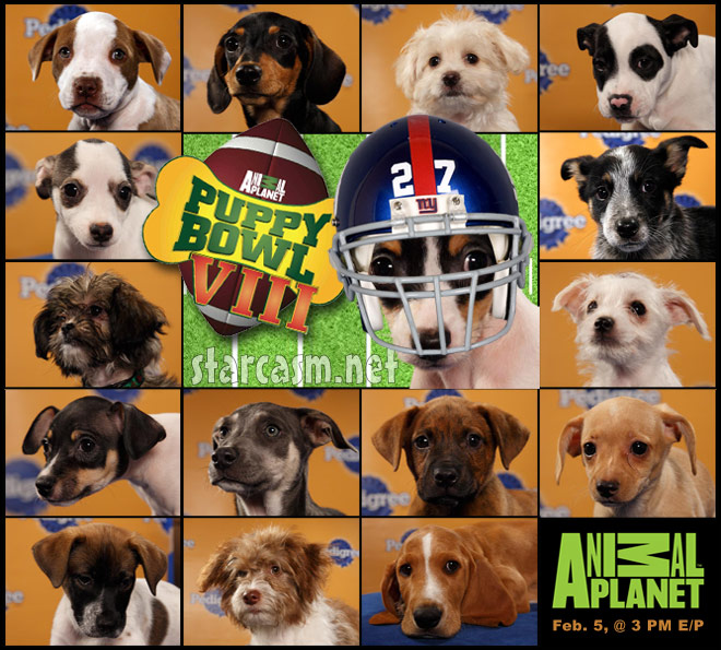 puppy bowl 2012