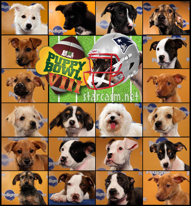 puppy bowl 8