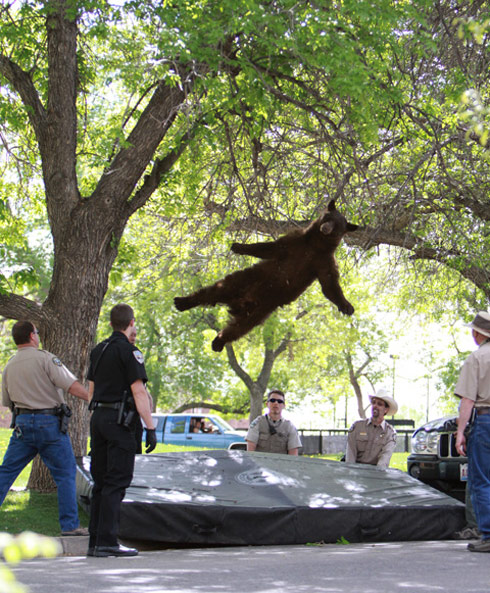 Falling bear photo