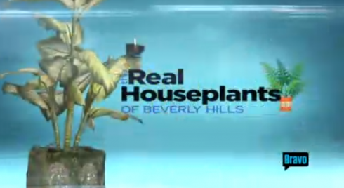 Real houseplants of Bevery Hils