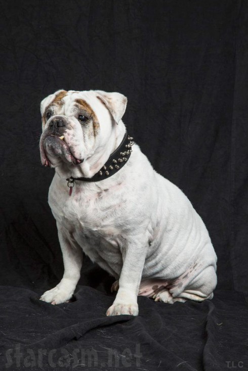 Welcome To Myrtle Manor Gus the Bulldog