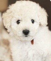 VIDEO PHOTOS Ferrets on steroids sold as toy poodle puppies