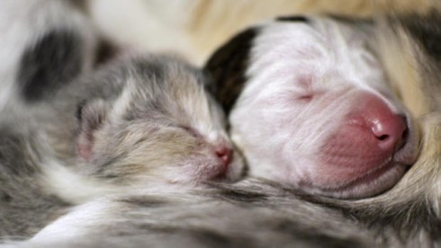kittenandpuppy