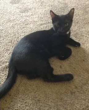Accidental California cat thief confesses to crime on Craigslist