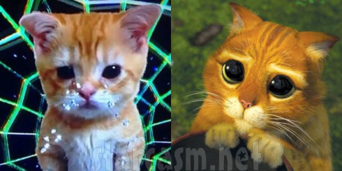 Miley Cyrus Cat - Puss in Boots