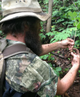 How much money do History’s Appalachian Outlaws earn from ginseng harvesting?