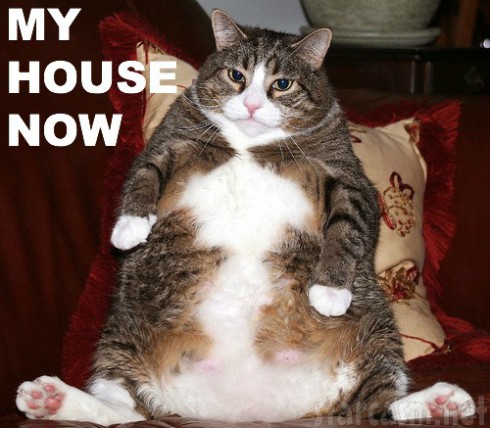 Fat Cat