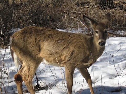 Hunter shoots deer with crossbow; deer retaliates