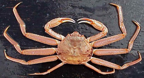 crab bairdi tanner deadliest opilio
