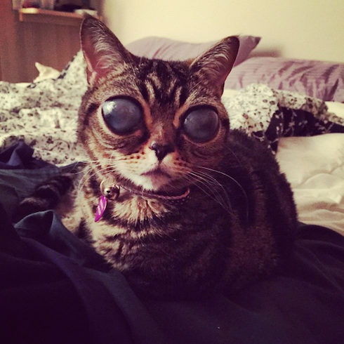 PHOTOS This sweet giant-eyed alien cat needs surgery, and you can help