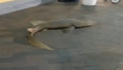 Shark One