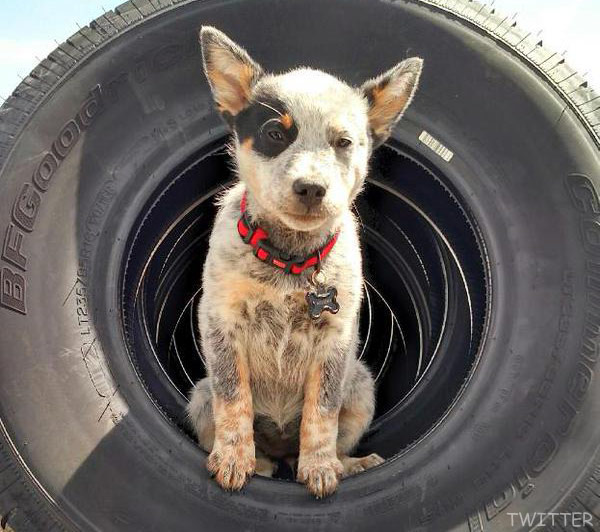 Photos Farmtruck S Puppy Suzy From Street Outlaws