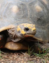 Family cleans house, finds pet turtle missing since 1982
