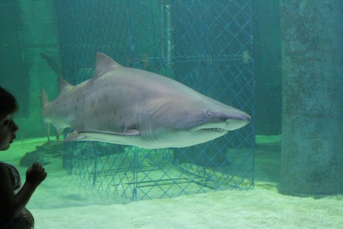 Shark Week boy