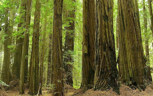 Redwoods