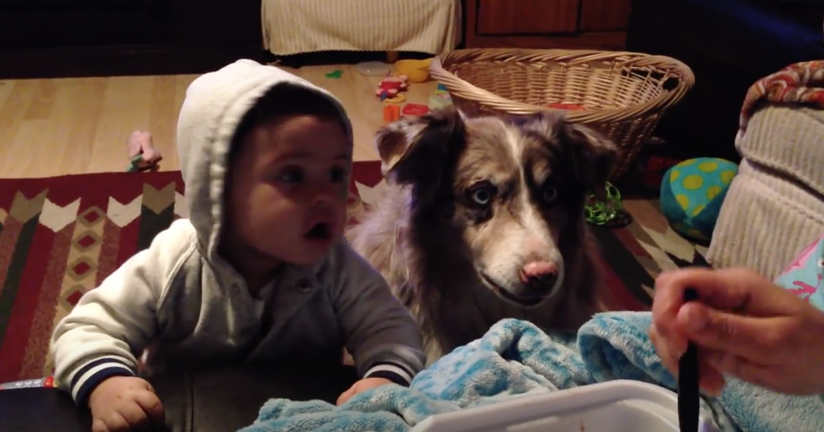 VIDEO Amazing old dog teaches not-as-amazing baby new trick
