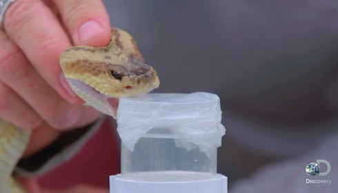 How much is snake venom worth 2
