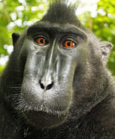 LINKS Making a monkeyer, Tori Spelling’s psychic connection, another Palin word salad…