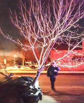 VIDEO Woman drives drunk with 15-foot tree lodged in front grille