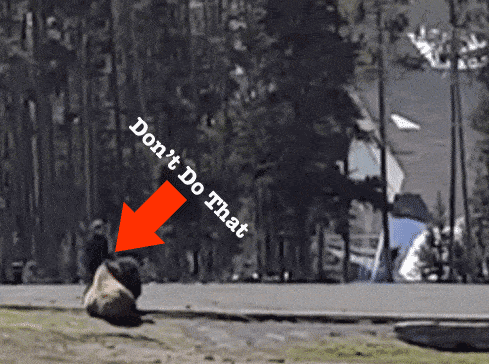 Woman pets wild bison animated gif