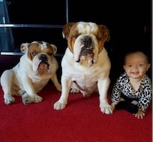 Coco Austin postpones daughter Chanel’s first birthday to mourn the loss of their dog Spartacus