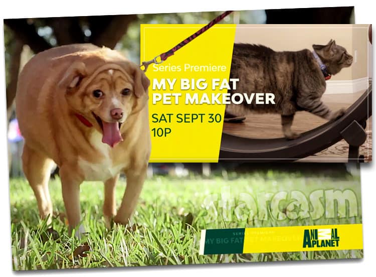 VIDEO Animal Planet's My Big Fat Pet Makeover to premiere ...