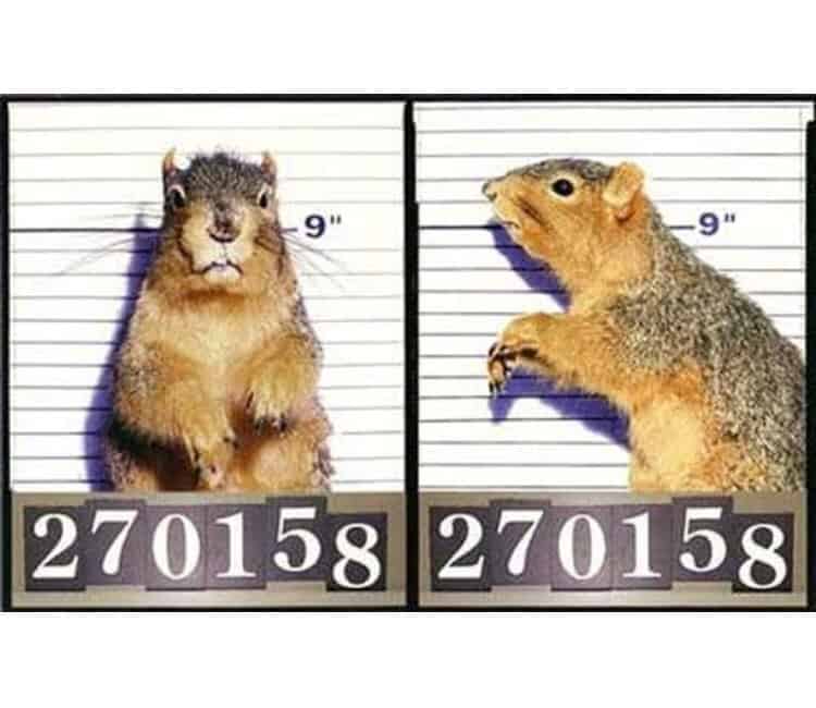 VIRAL VIDEO Soundcloud rapper Donnie Waters’ riveting squirrel thief commentary ? ?