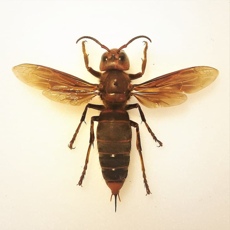 PHOTOS First-ever Murder Hornet Nest In The US Eradicated By Vacuum ...