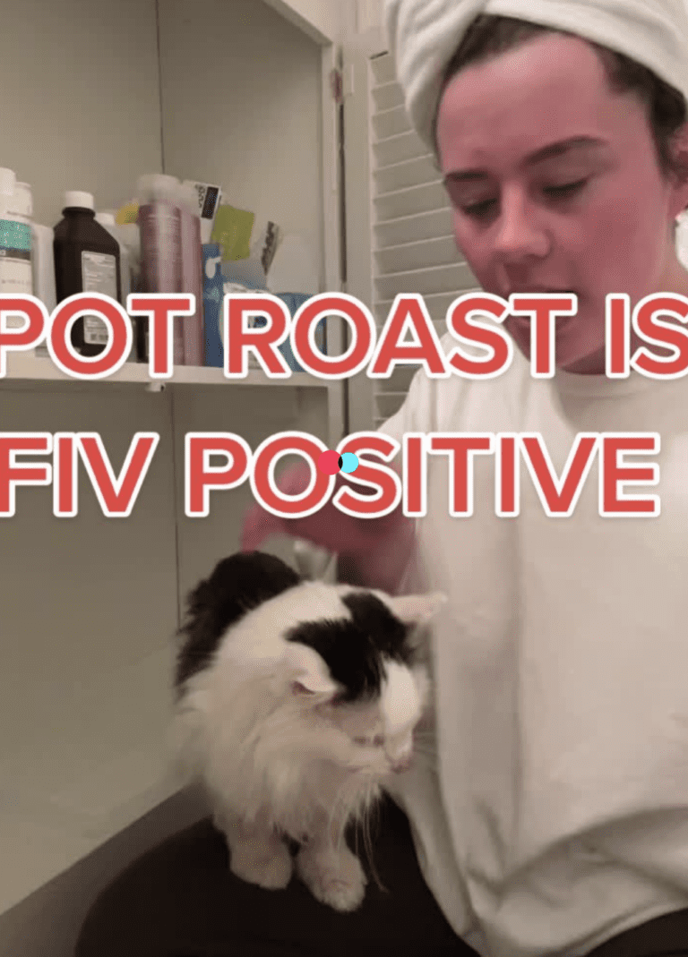TIKTOK Pot Roast the cat has been diagnosed with late-stage FIV