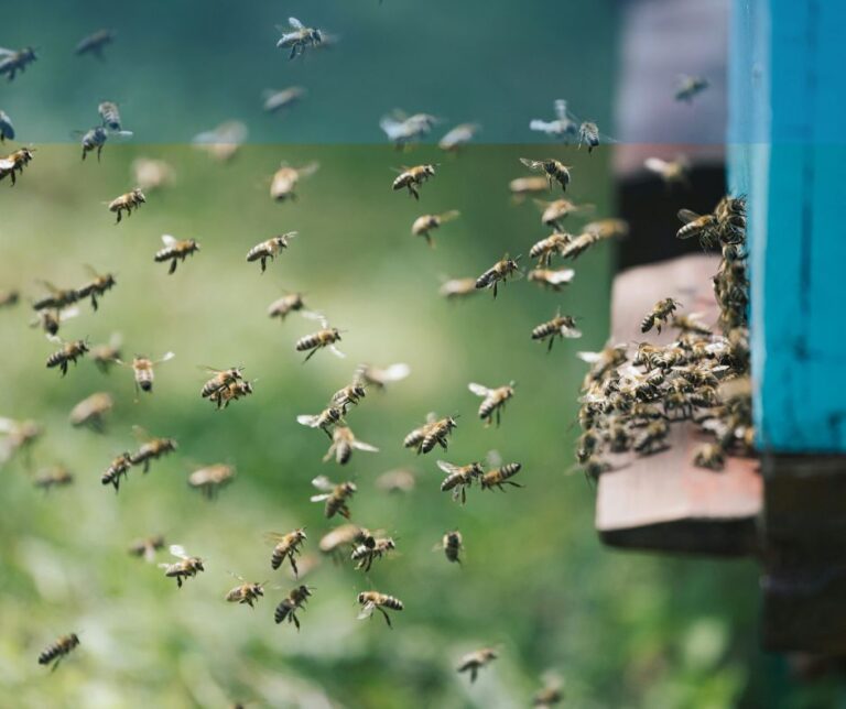 Woman attacks cops with swarm of bees  in attempt to save neighbor from eviction